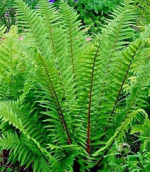 Dryopteris affinis 